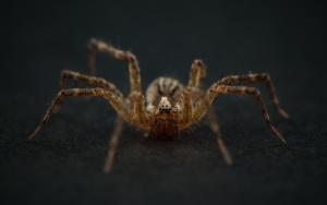 Competition entry: Glamorous Studio Model - I hope the judges don't have arachnophobia...