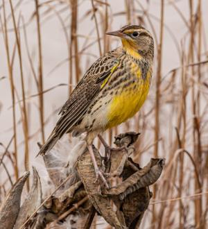 Competition entry: Meadowlark on Milkweed
