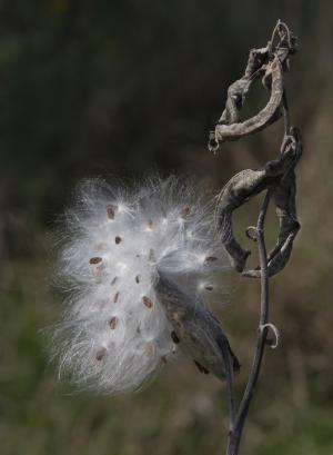 Competition entry: Milkweed