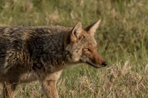 Competition entry: Morning Hunt