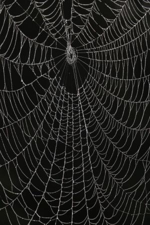 Competition entry: The Web