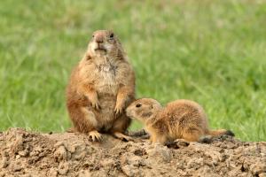 Competition entry: Keeping Watch!