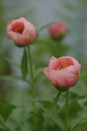 Competition entry: Pretty in Pink