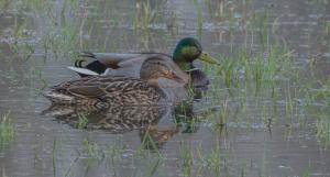 Pair of Mallards