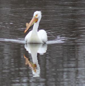 Competition entry: Alone