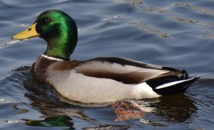 Competition entry: "Waddles"