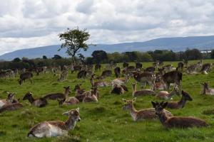 Competition entry: Relaxing in Dublin