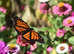 Competition entry: Garden of Color