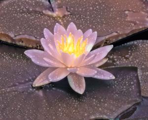 Competition entry: Waterlily