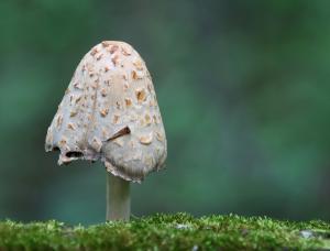 Competition entry: Mushroom