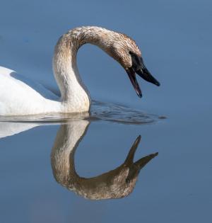 Competition entry: Reflection