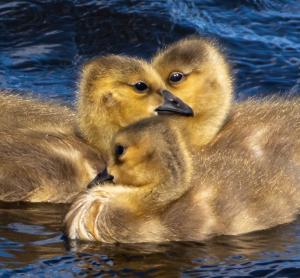 Swimming goslings