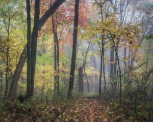 Competition entry: Fall colors