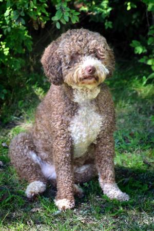 Competition entry: Pretty Pooch