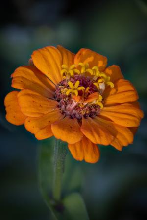 Closeup of orange zinnia.