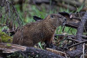 Competition entry: Wet Groundhog