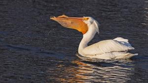 Competition entry: Fishing