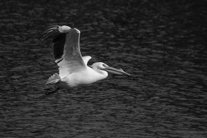 Competition entry: Flying Free