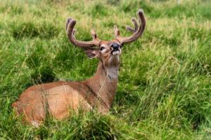 Competition entry: Smile