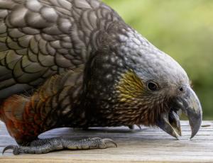 A Kaka on a railing