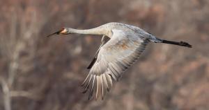Sandhill Crane in Flight