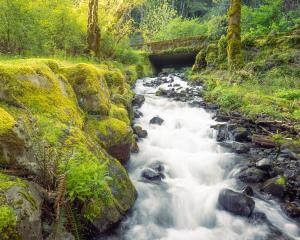 Competition entry: Spring Stream