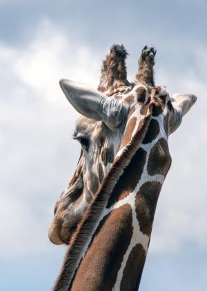 Competition entry: What you looking at