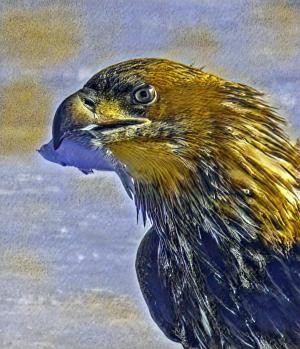 Competition entry: Captured