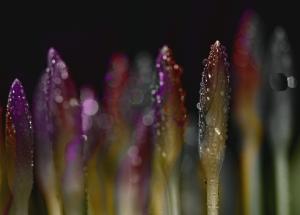 Competition entry: first spring flowers