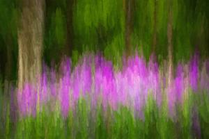 Competition entry: Phlox