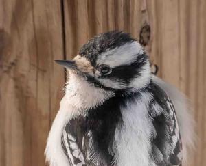 Competition entry: Fluffed up for Winter