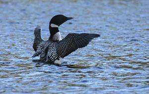 Competition entry: Doing the "Loon" Dance