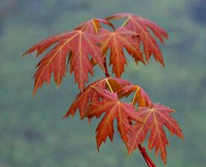 Competition entry: New Leaves