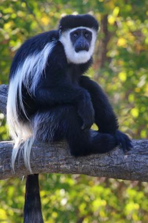 Competition entry: Colobus Monkey