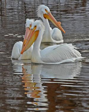 Competition entry: I'm Otta' Here