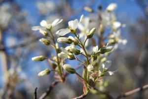 Competition entry: Starting to Bloom