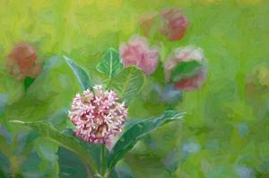 Competition entry: Milkweed Blossom