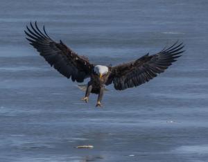 Eagle landing