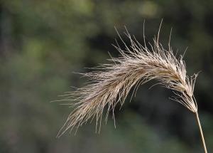 Competition entry: Fall Weed