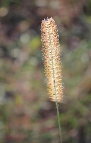 Competition entry: Fox Tail Weed