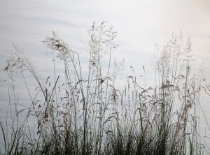 Competition entry: Weeds #3