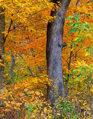 Competition entry: Tree in Fall