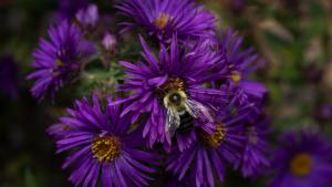 Bee on New England Asters