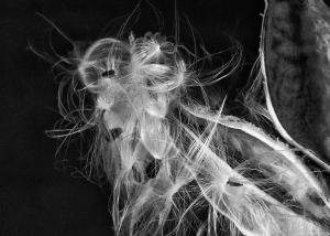 Competition entry: Milkweed