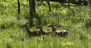 Competition entry: Three Ladies