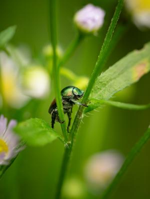 A Japanese beetle sitting on a plant