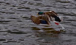 Competition entry: Fly Away