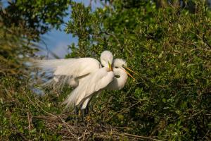 Competition entry: Great Egret "Mating Hugs"