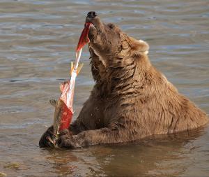 Competition entry: Grizzly Strip Search