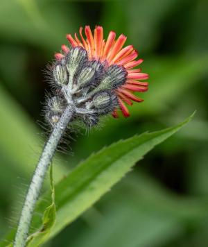 Competition entry: Indian Paint